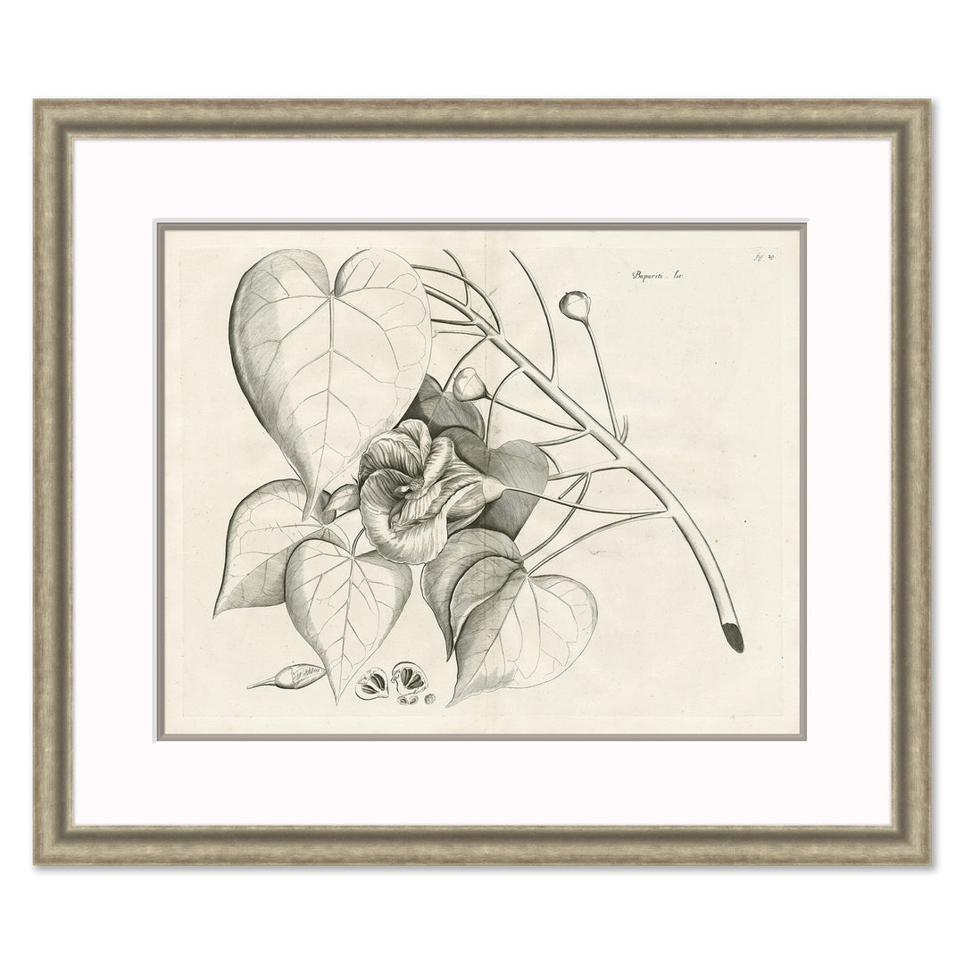 Malaberica Etching III by Soicher Marin