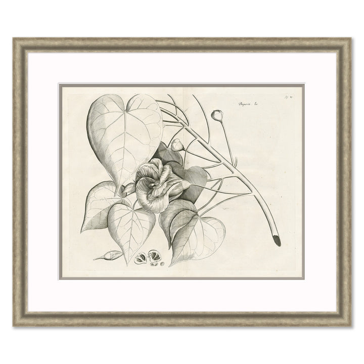 Malaberica Etching III by Soicher Marin