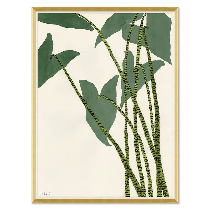 Caladium by Soicher Marin
