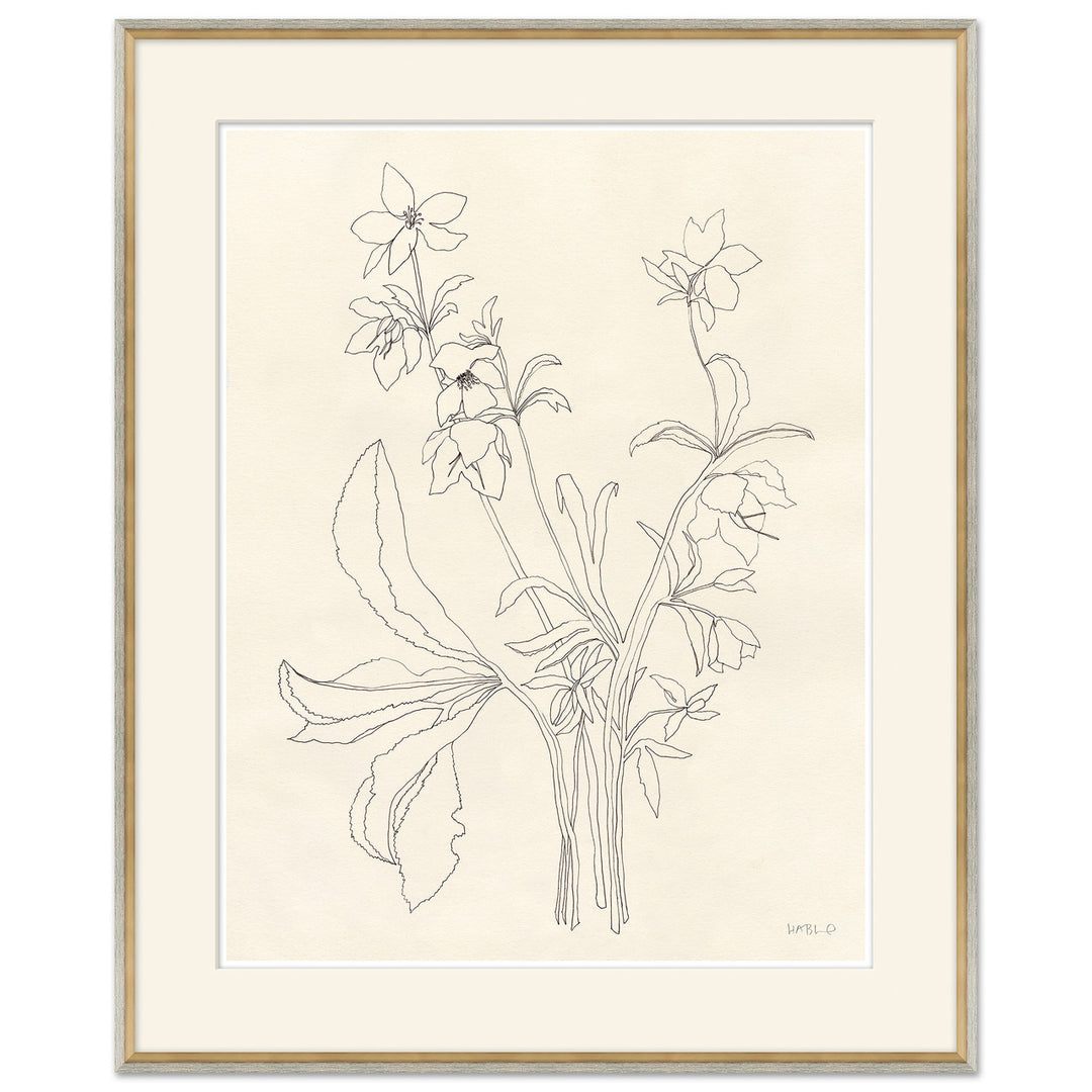 Helebore Study I by Soicher Marin