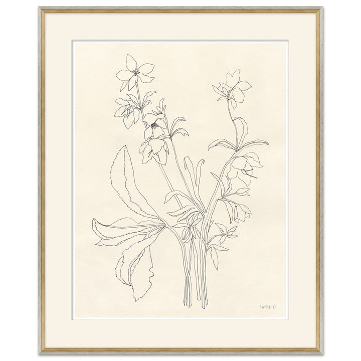 Helebore Study I by Soicher Marin