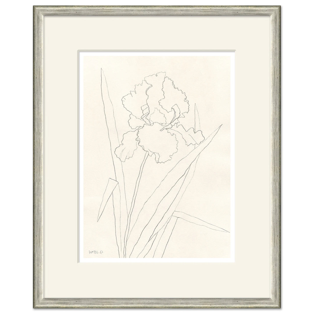 Bearded Iris by Soicher Marin