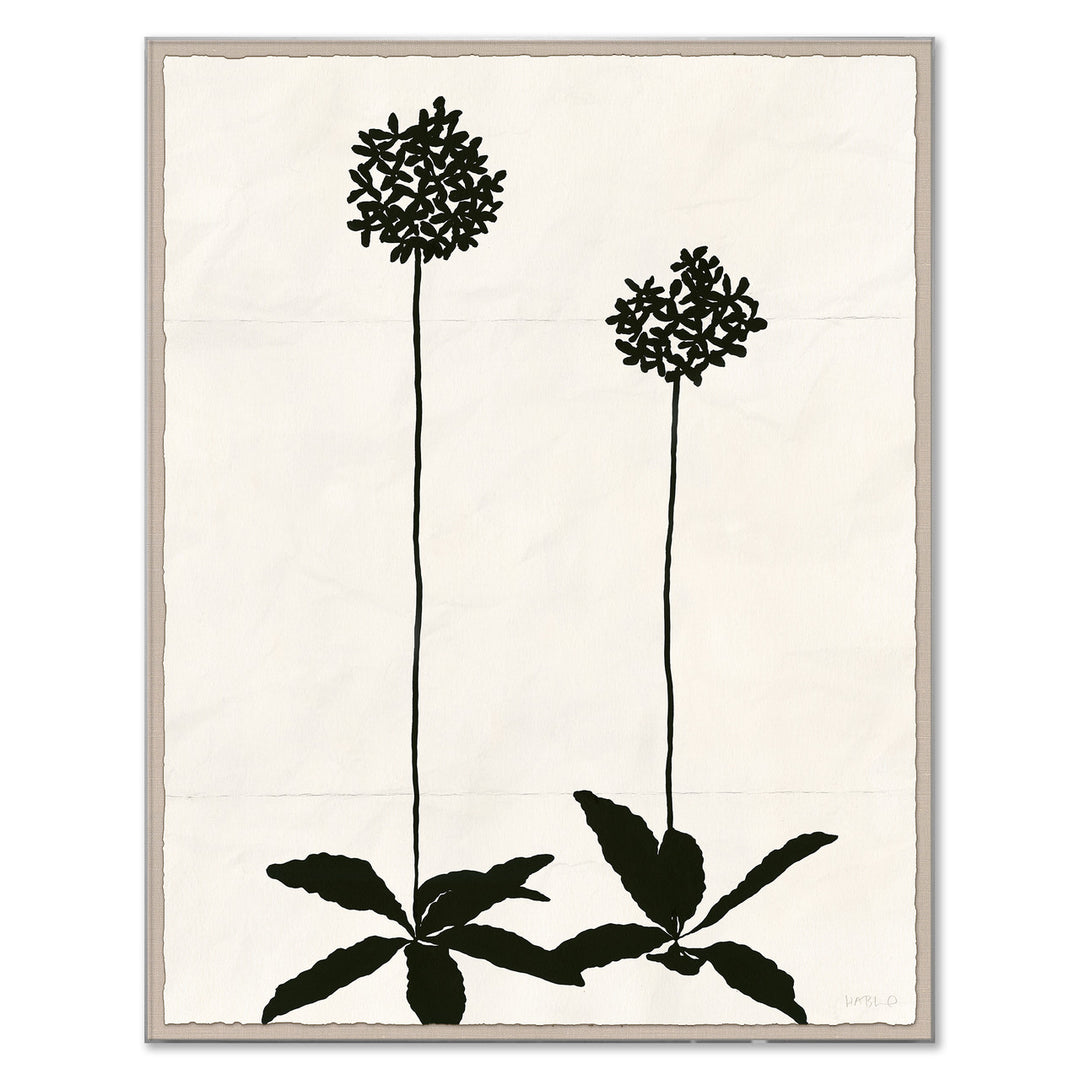 HC-24-0258A Allium (var. 2) by Soicher Marin