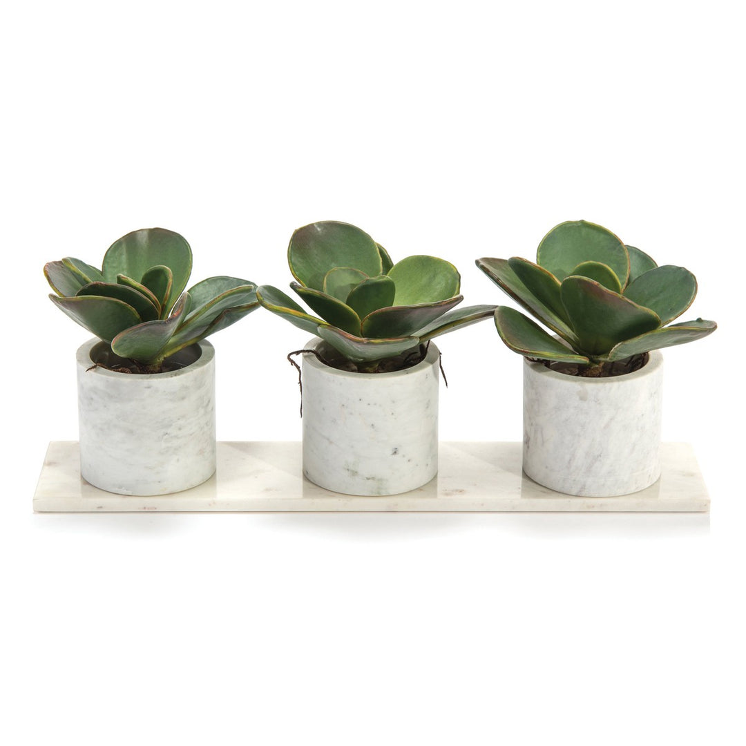 Alden Succulents - White - Plastic