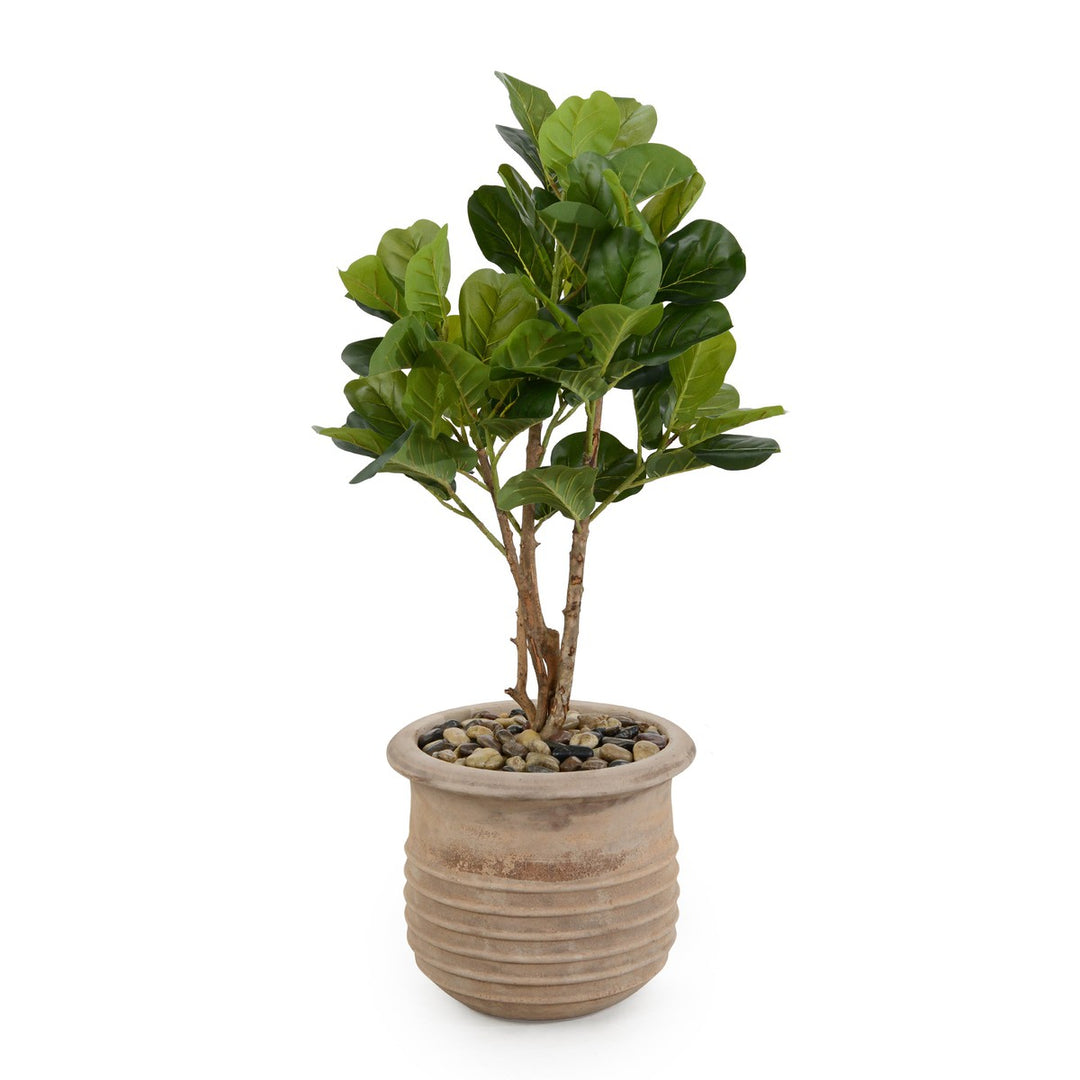 Alden Fig - Natural Tree Trunk