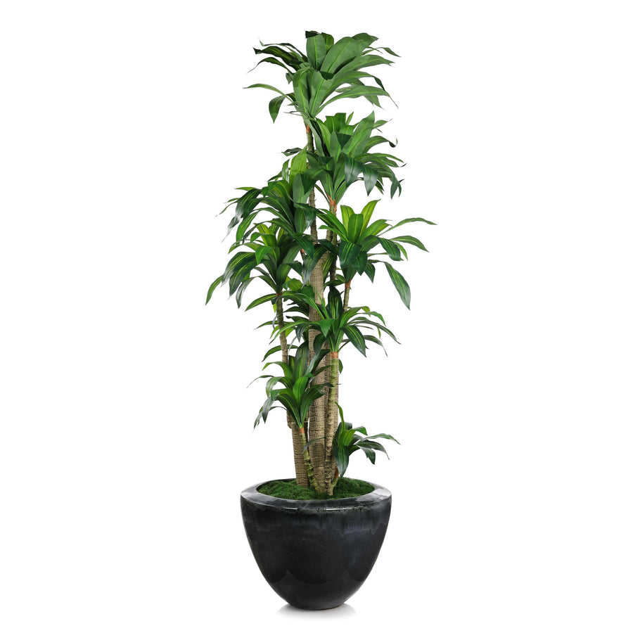 Dracaena Corn Tree - Default Title