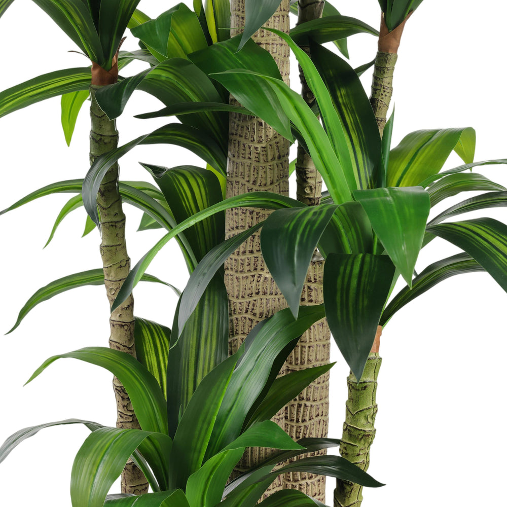 Dracaena Corn Tree - Default Title