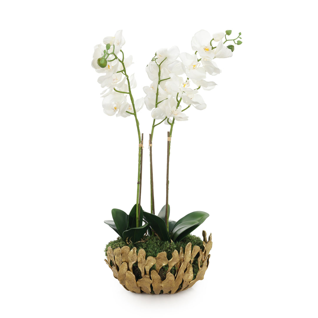 Orchid Elegance - Default Title