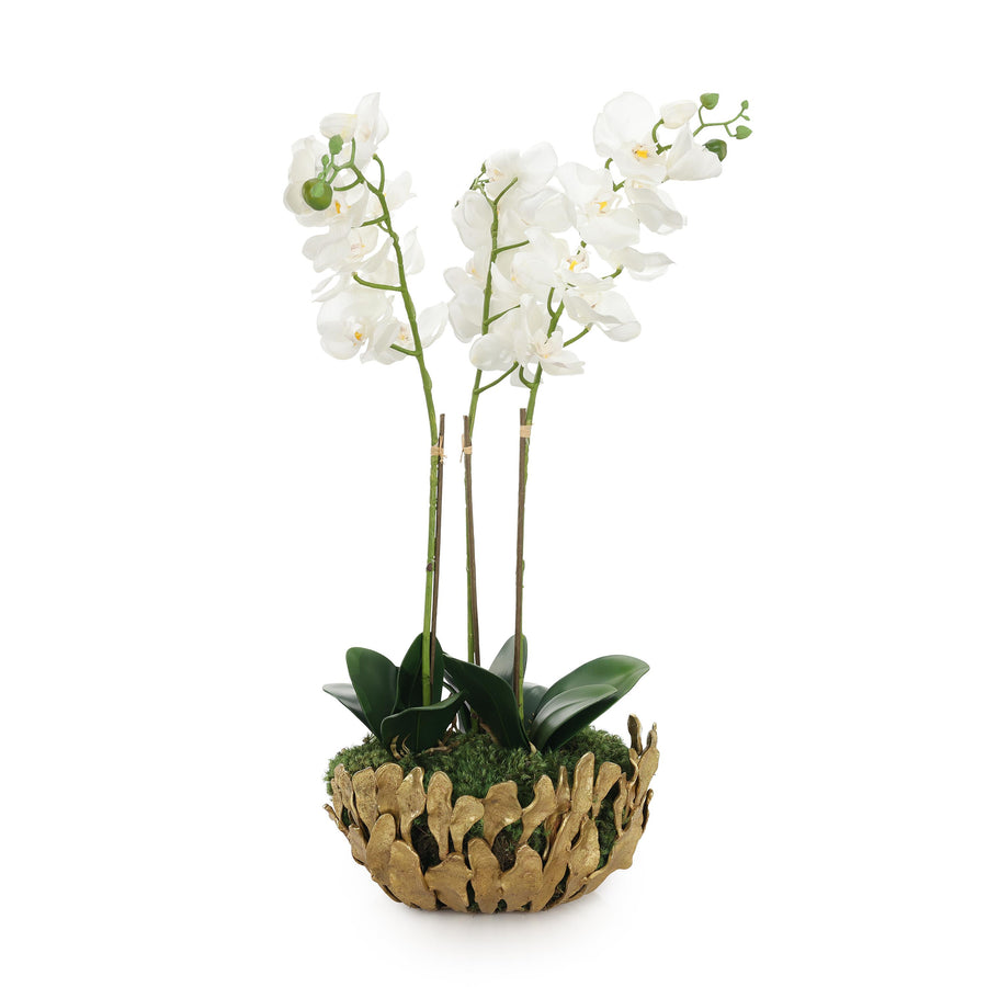 Orchid Elegance - Default Title