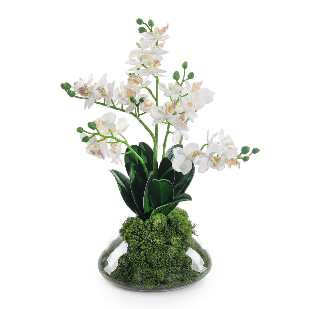 Petite Orchids - Default Title