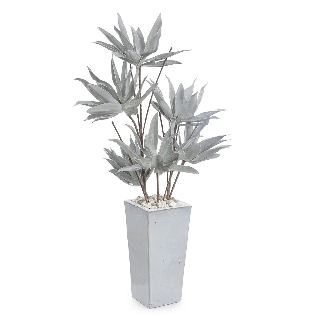Frosted Agave Plant - Default Title