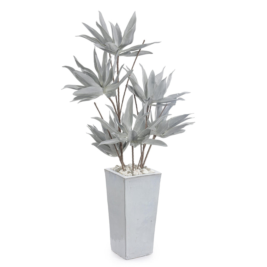 Frosted Agave Plant - Default Title