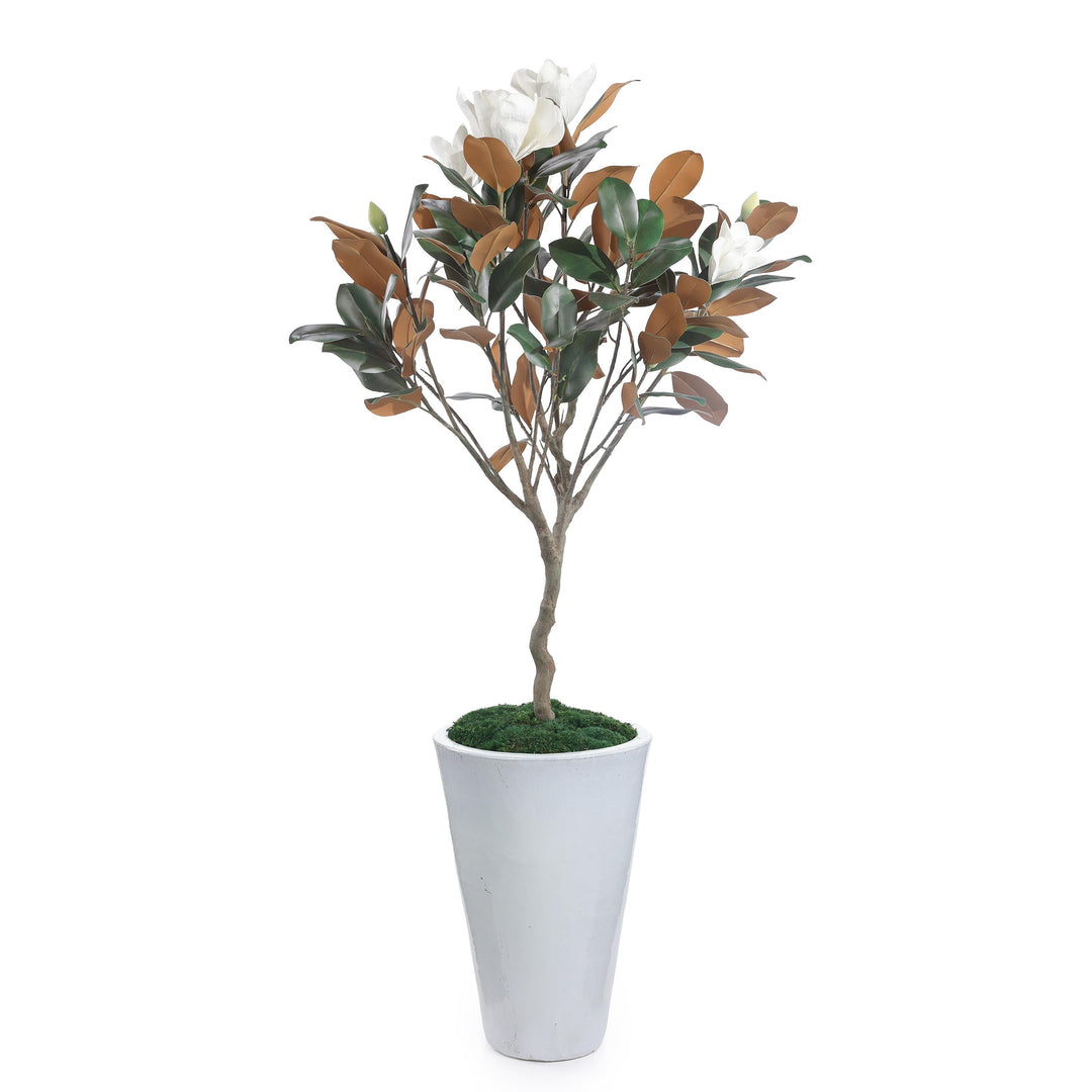 Southern Magnolia Tree - Default Title