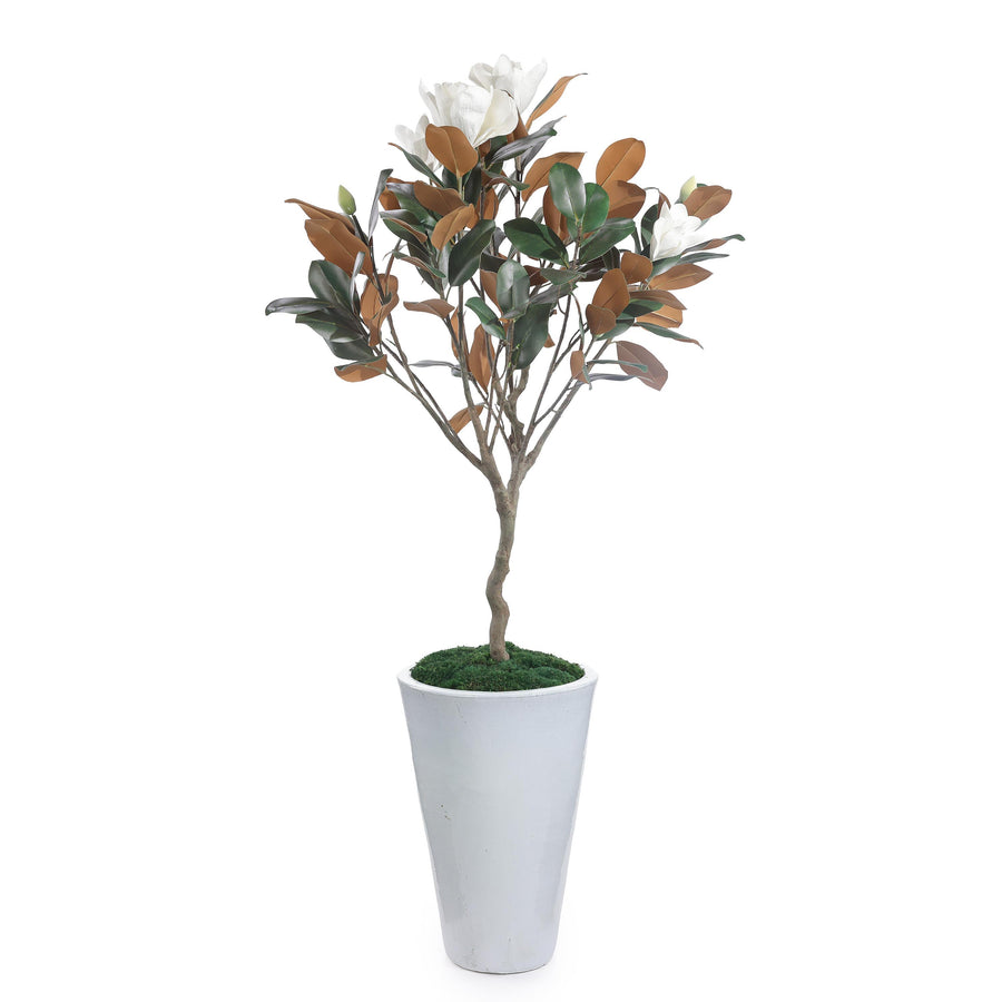 Southern Magnolia Tree - Default Title