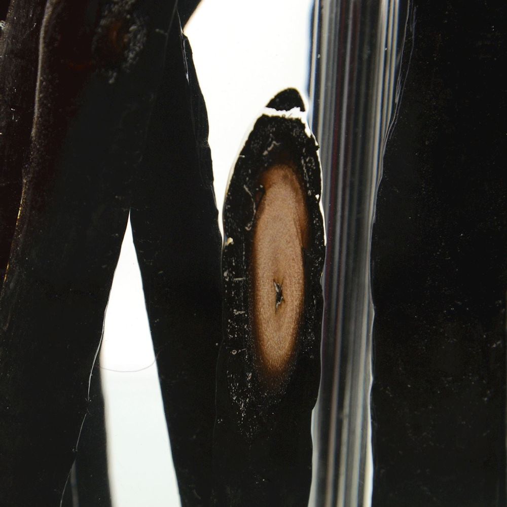 Table Lamps Charred Branches Suspended in Acrylic Table Lamp - Black