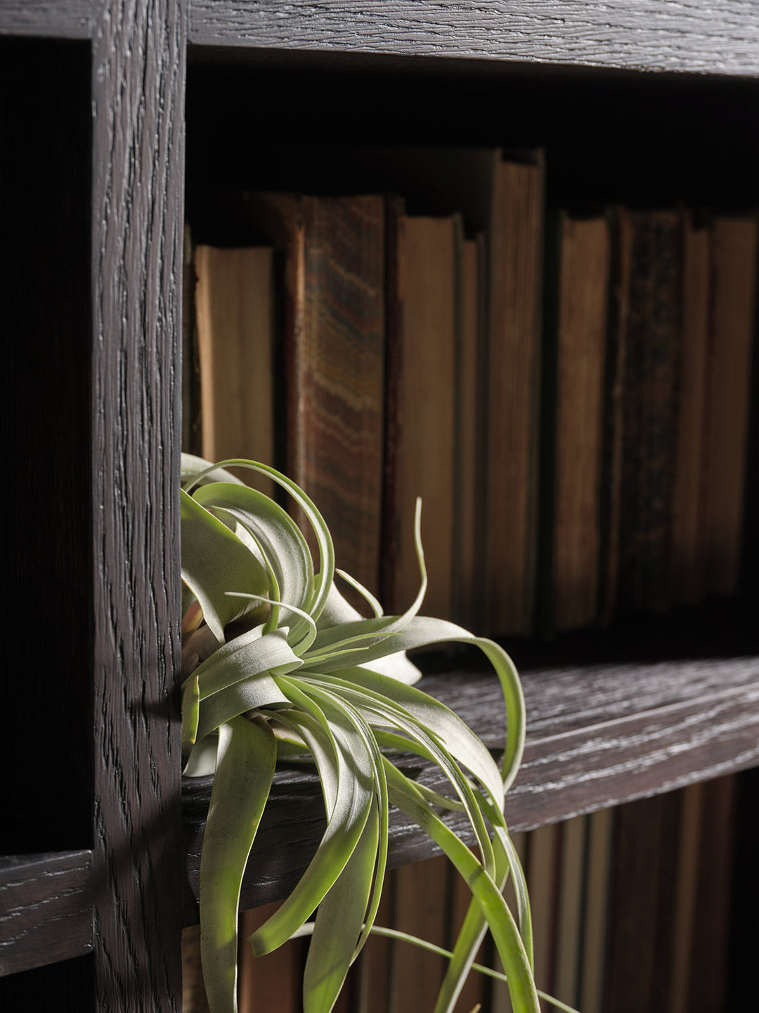 The Muntjac's Library
