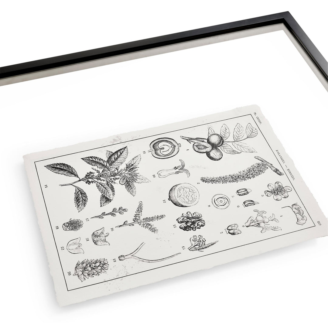Botanica: The Art of Knowledge - Set of 4 - image 4