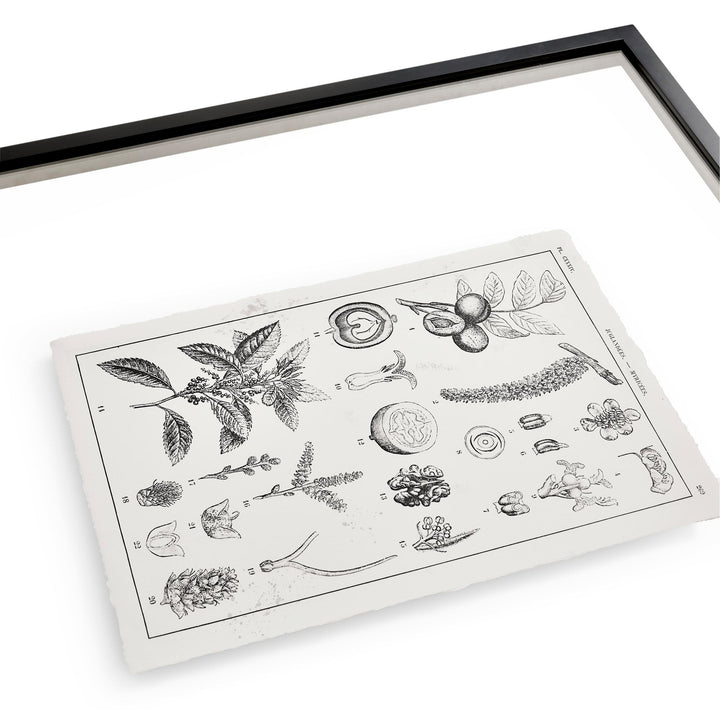 Botanica: The Art of Knowledge - Set of 4 - image 4