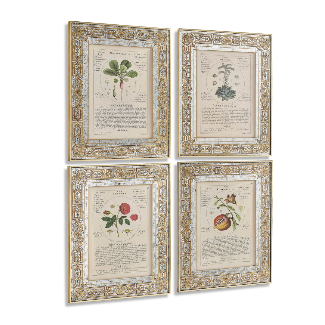 Herbal of Enlightenment - Set of 4 - image 2