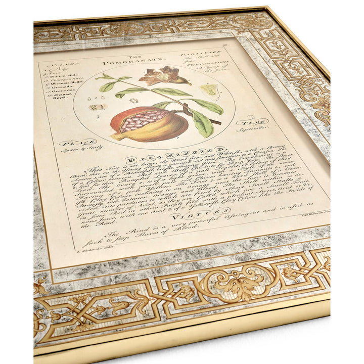 Herbal of Enlightenment - Set of 4 - image 8