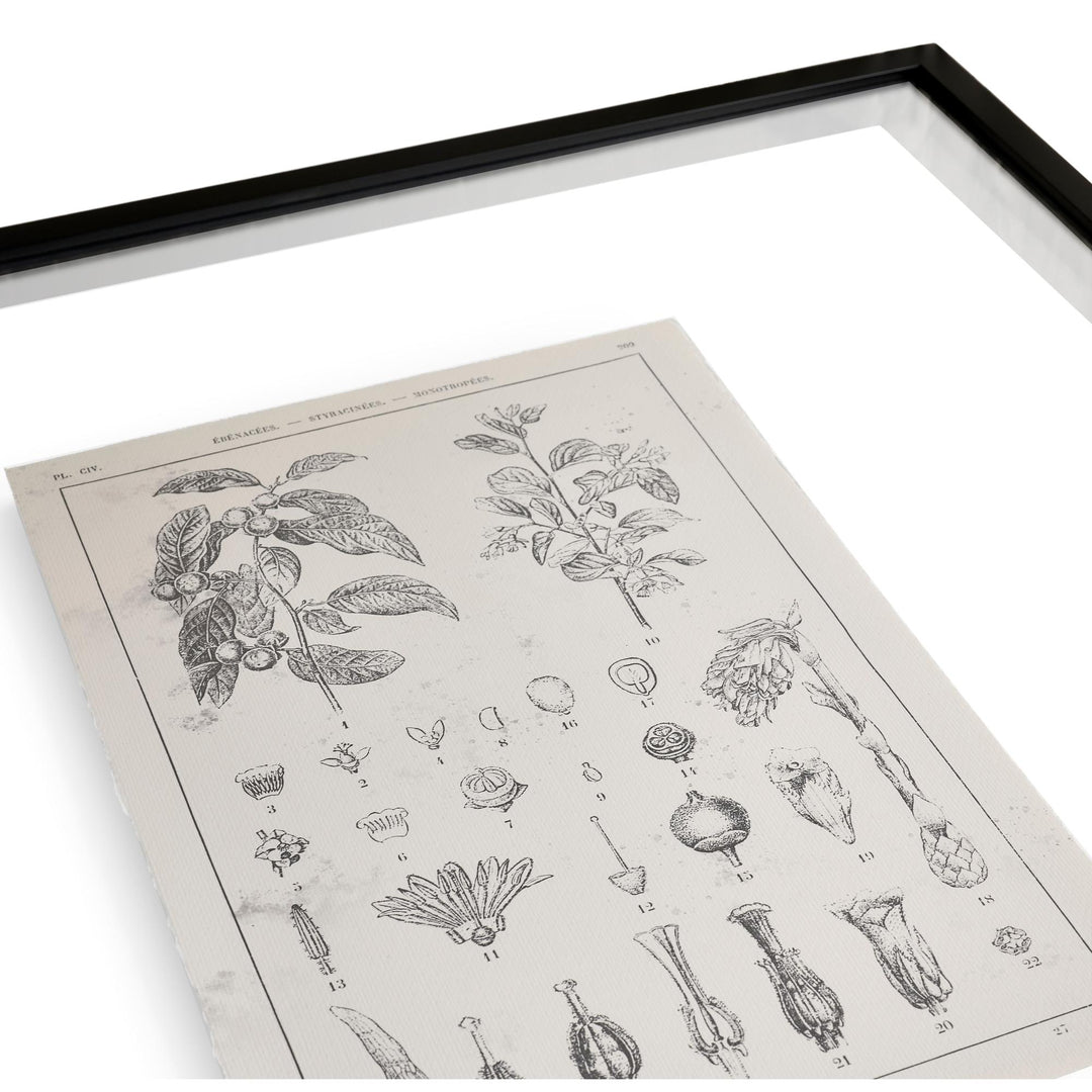 Botanica: The Art of Knowledge - Set of 4 - image 5