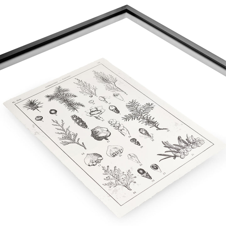 Botanica: The Art of Knowledge - Set of 4 - image 7