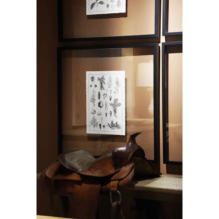 Botanica: The Art of Knowledge - Set of 4 - image 9