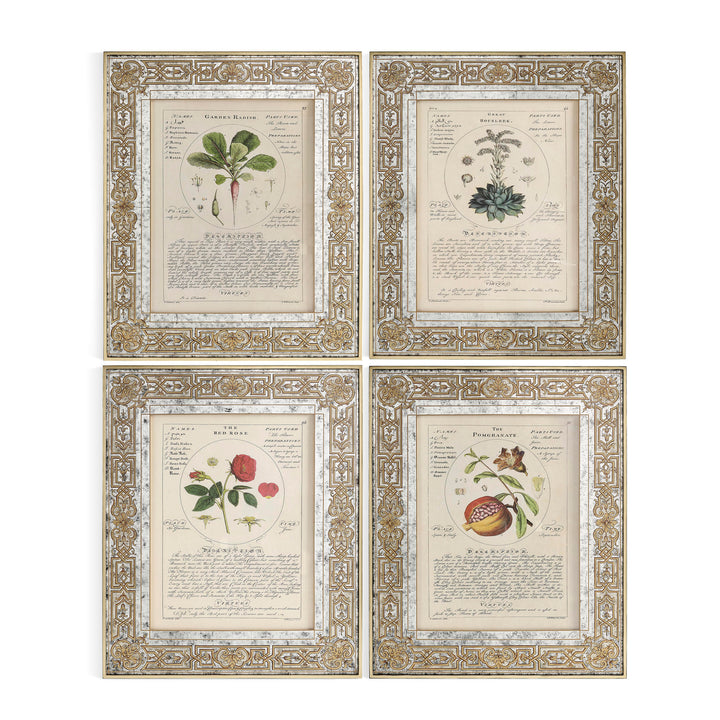 Herbal of Enlightenment - Set of 4 - Default Title