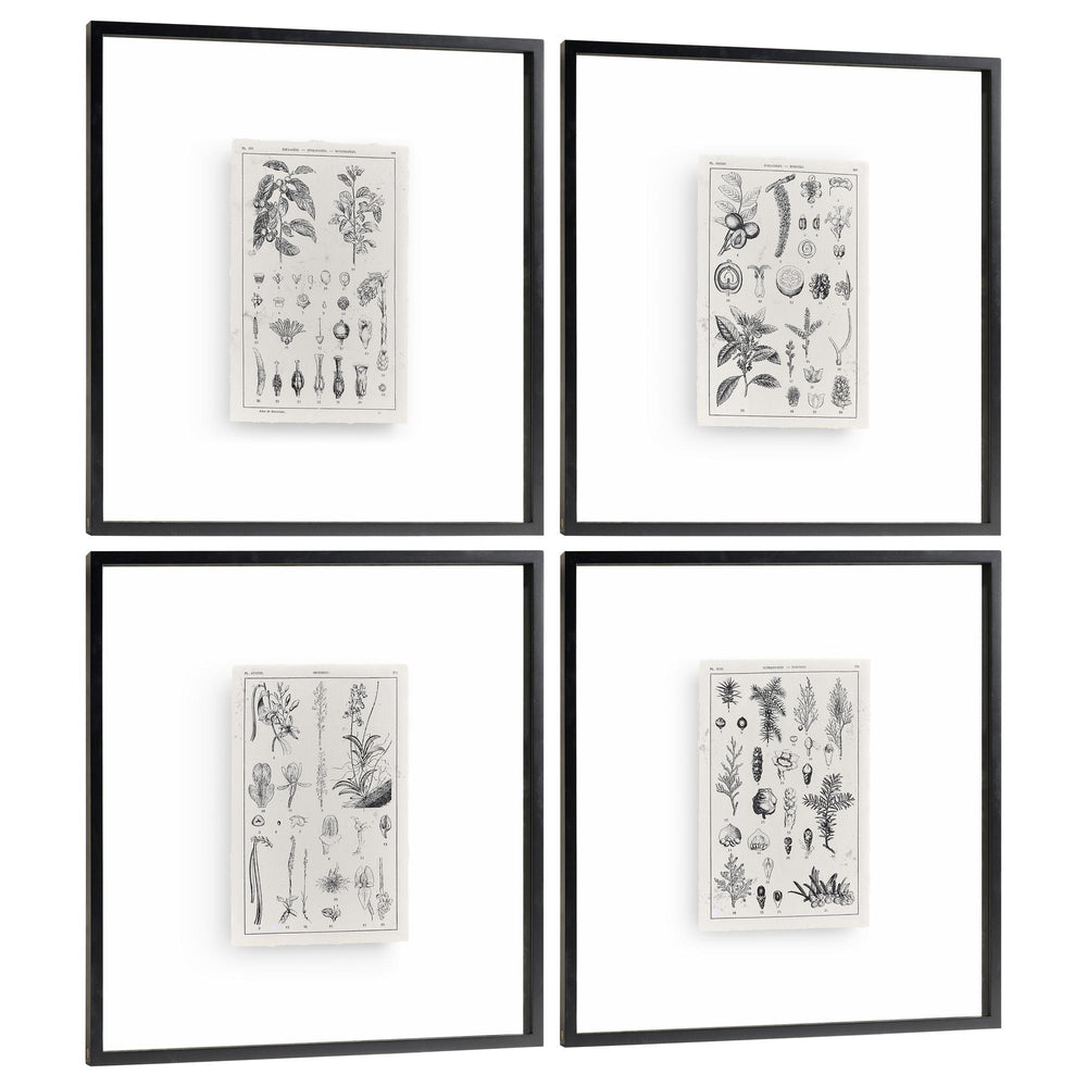 Botanica: The Art of Knowledge - Set of 4 - image 2