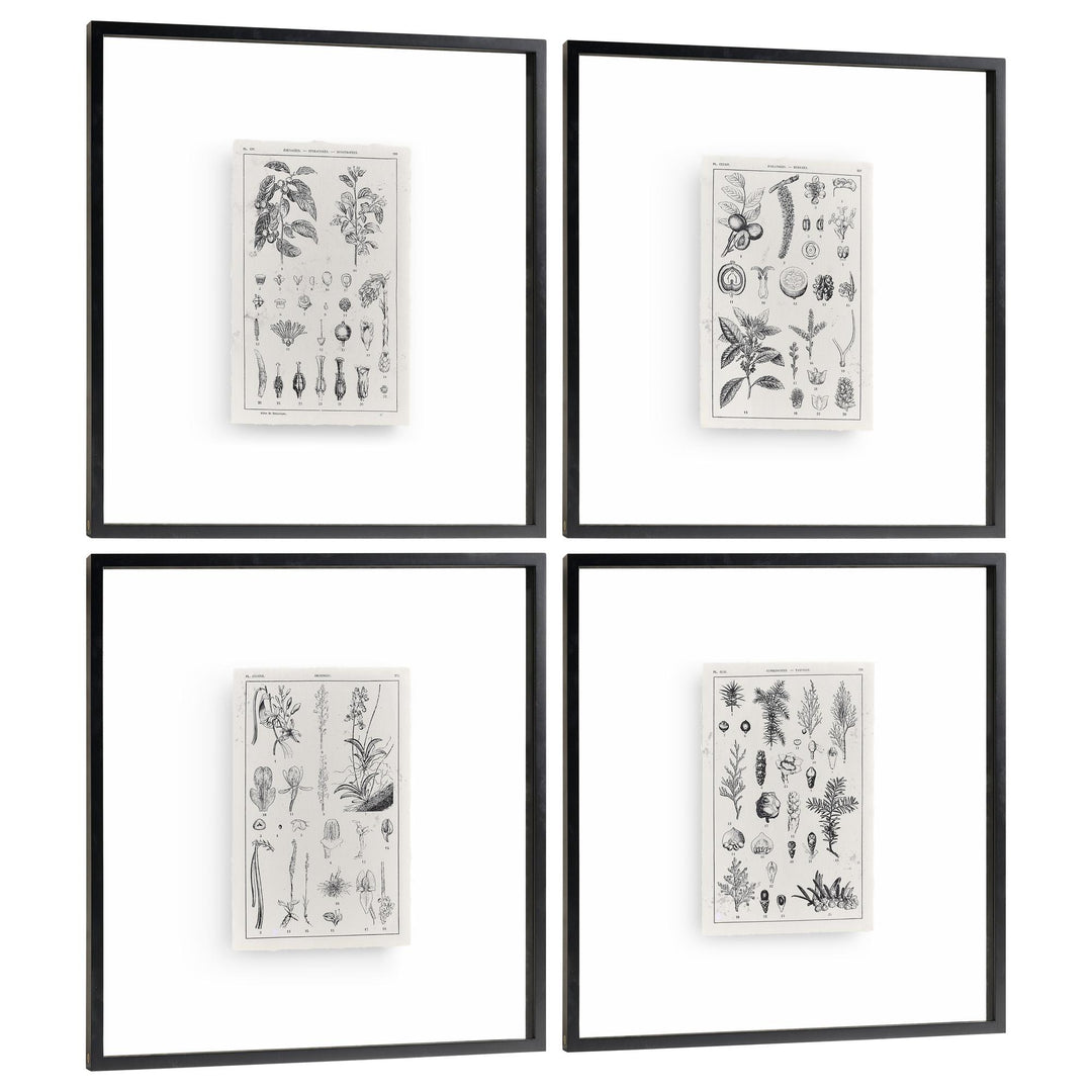 Botanica: The Art of Knowledge - Set of 4 - image 2