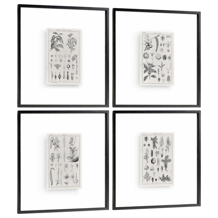 Botanica: The Art of Knowledge - Set of 4 - image 2