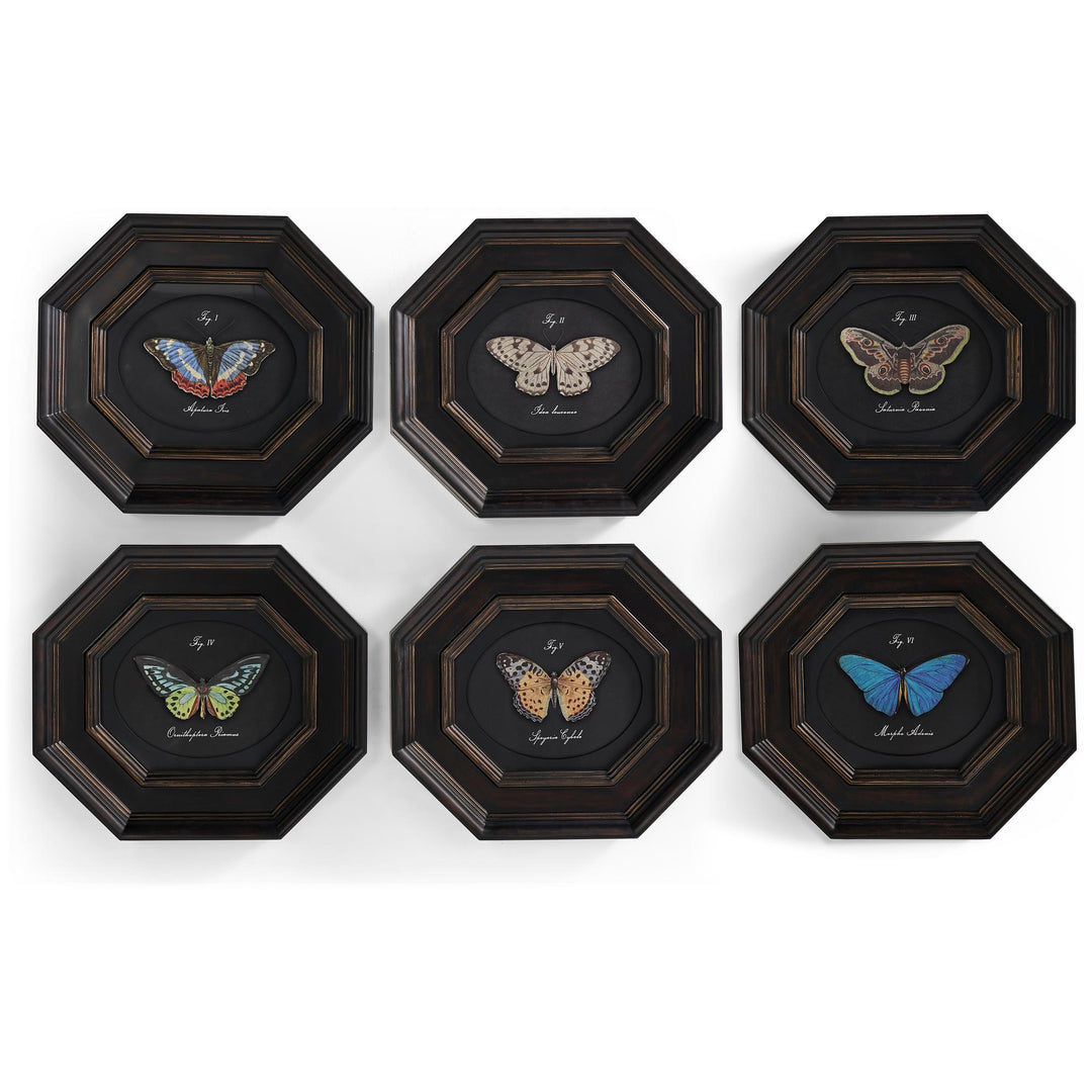 Wings of Discovery - Set of 6 - Default Title