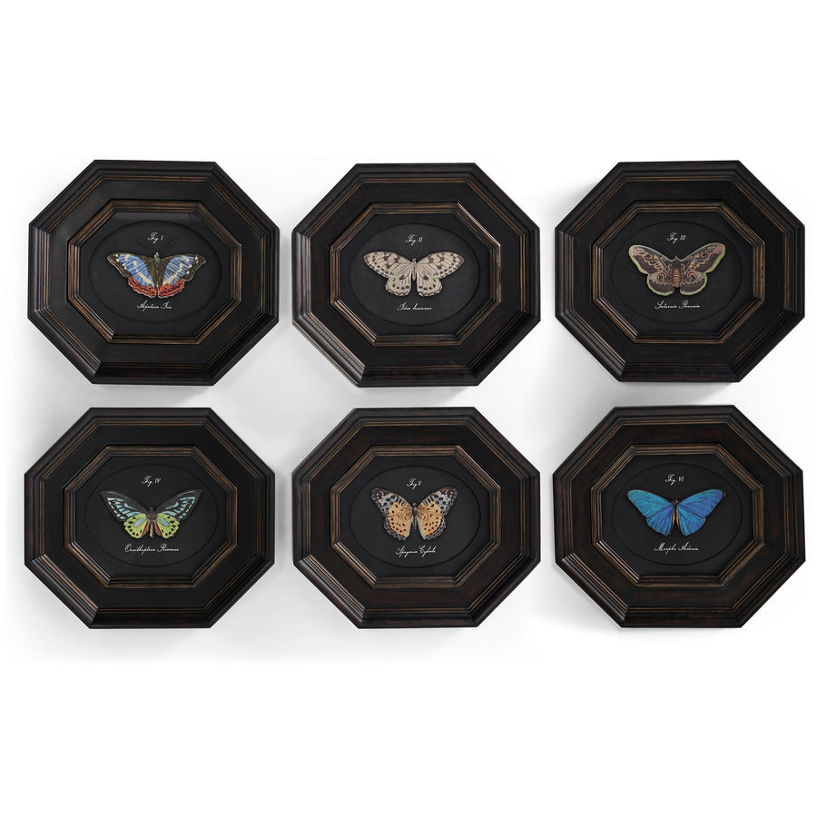 Wings of Discovery - Set of 6 - Default Title
