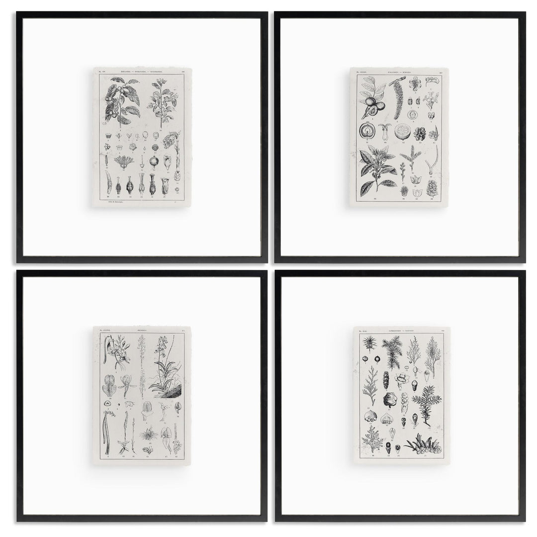Botanica: The Art of Knowledge - Set of 4 - Default Title