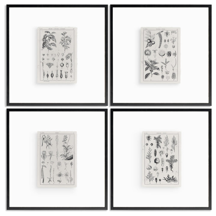 Botanica: The Art of Knowledge - Set of 4 - Default Title