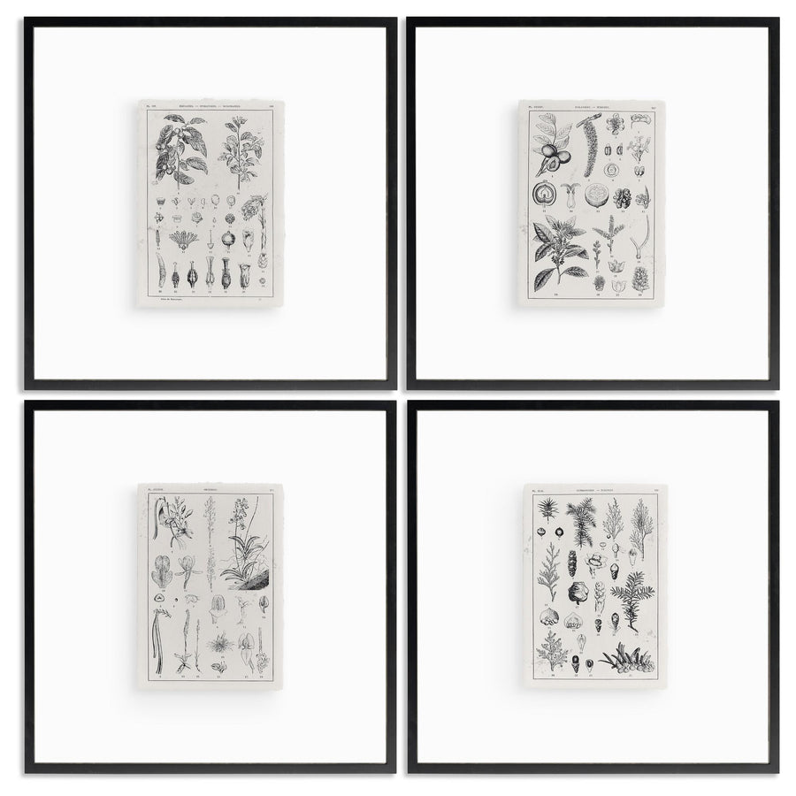 Botanica: The Art of Knowledge - Set of 4 - Default Title