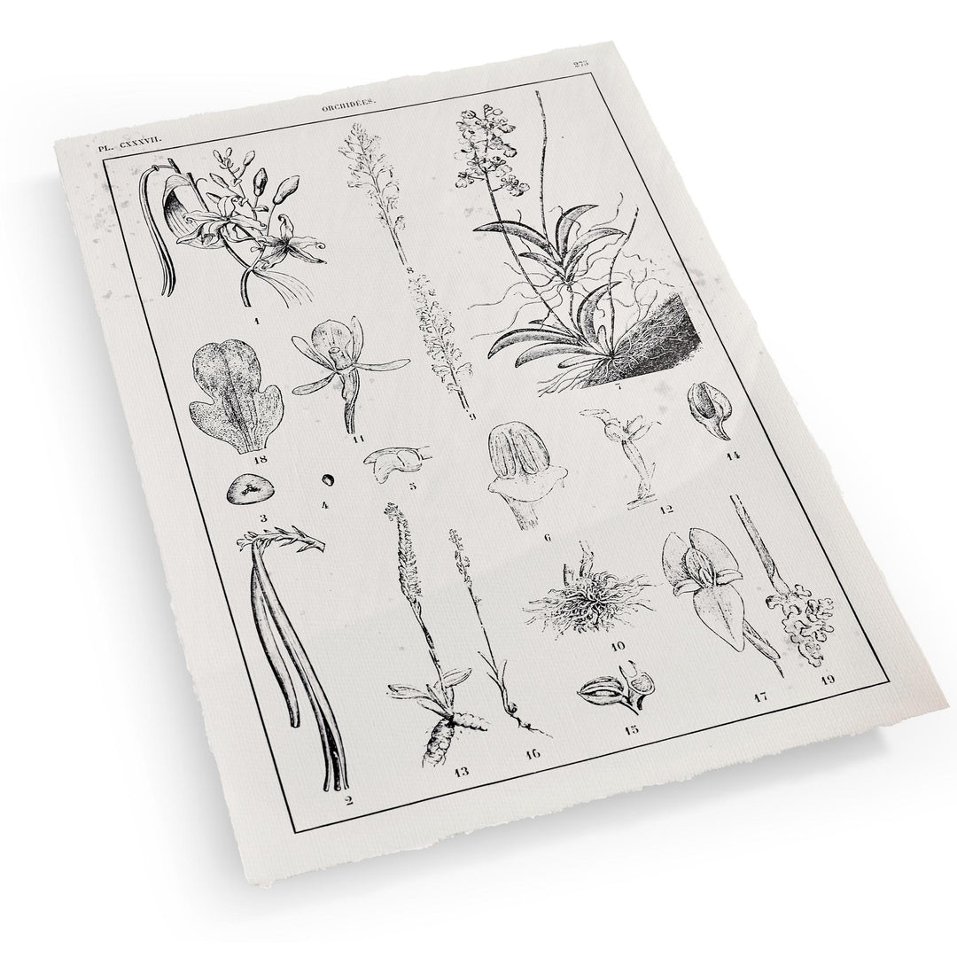 Botanica: The Art of Knowledge - Set of 4 - image 3