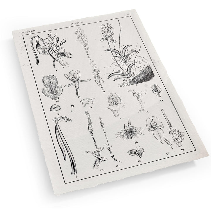 Botanica: The Art of Knowledge - Set of 4 - image 3