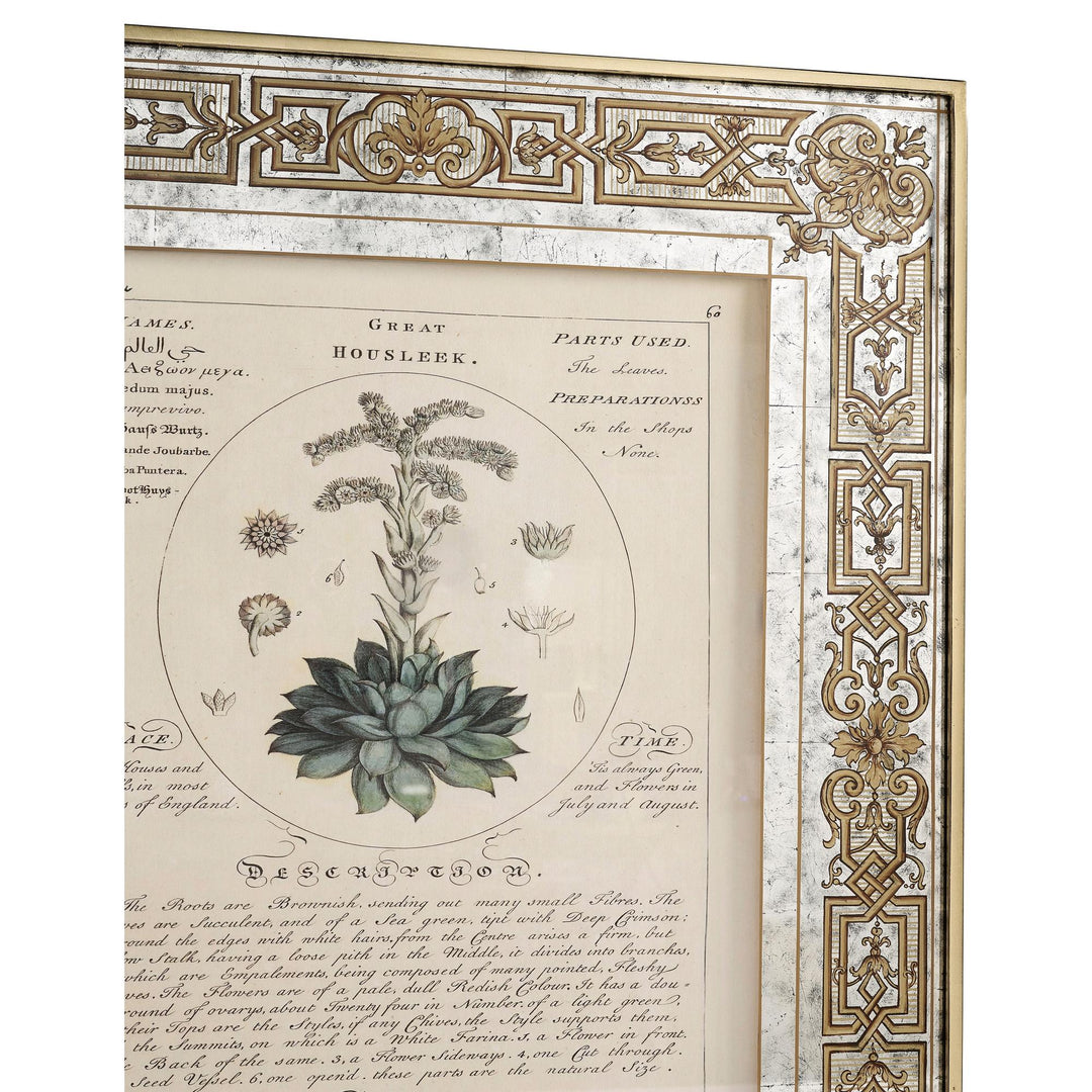 Herbal of Enlightenment - Set of 4 - image 11