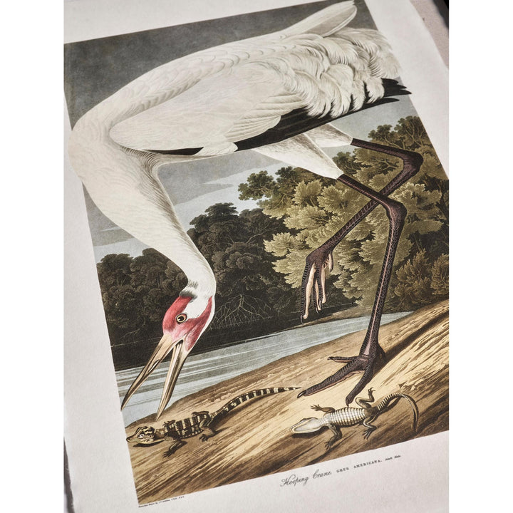 Audubon Birds - Set of 6 - image 11