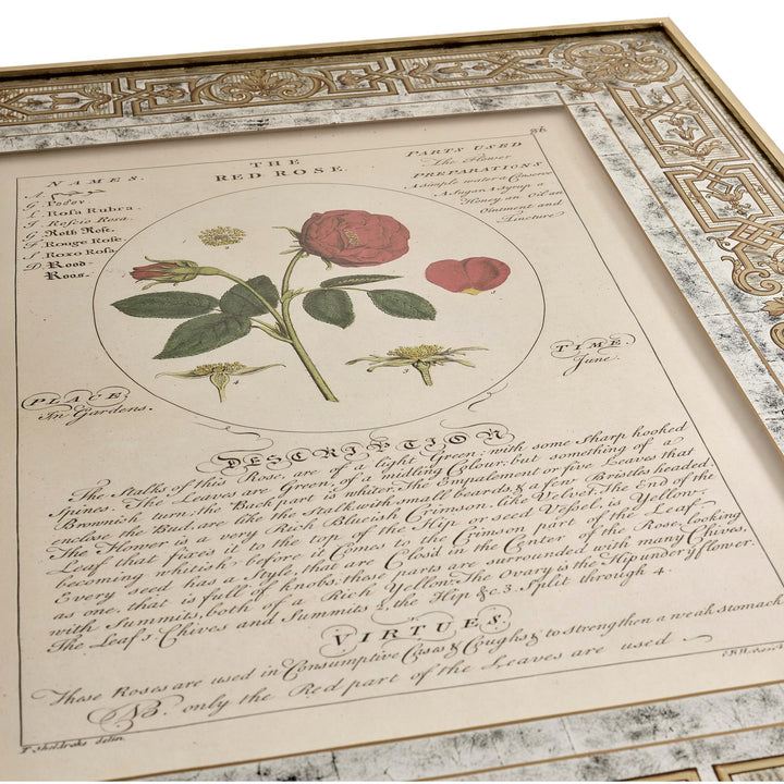 Herbal of Enlightenment - Set of 4 - image 4