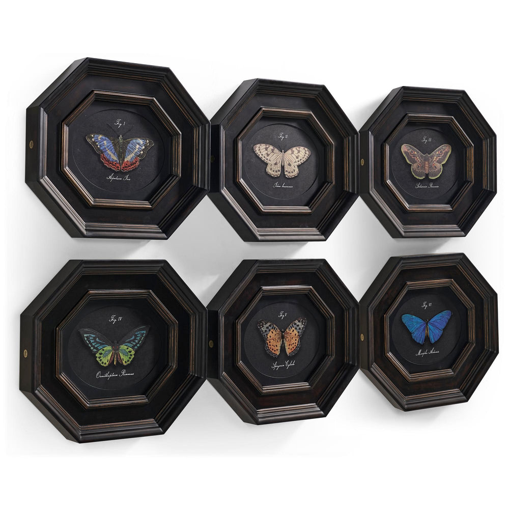Wings of Discovery - Set of 6 - image 2