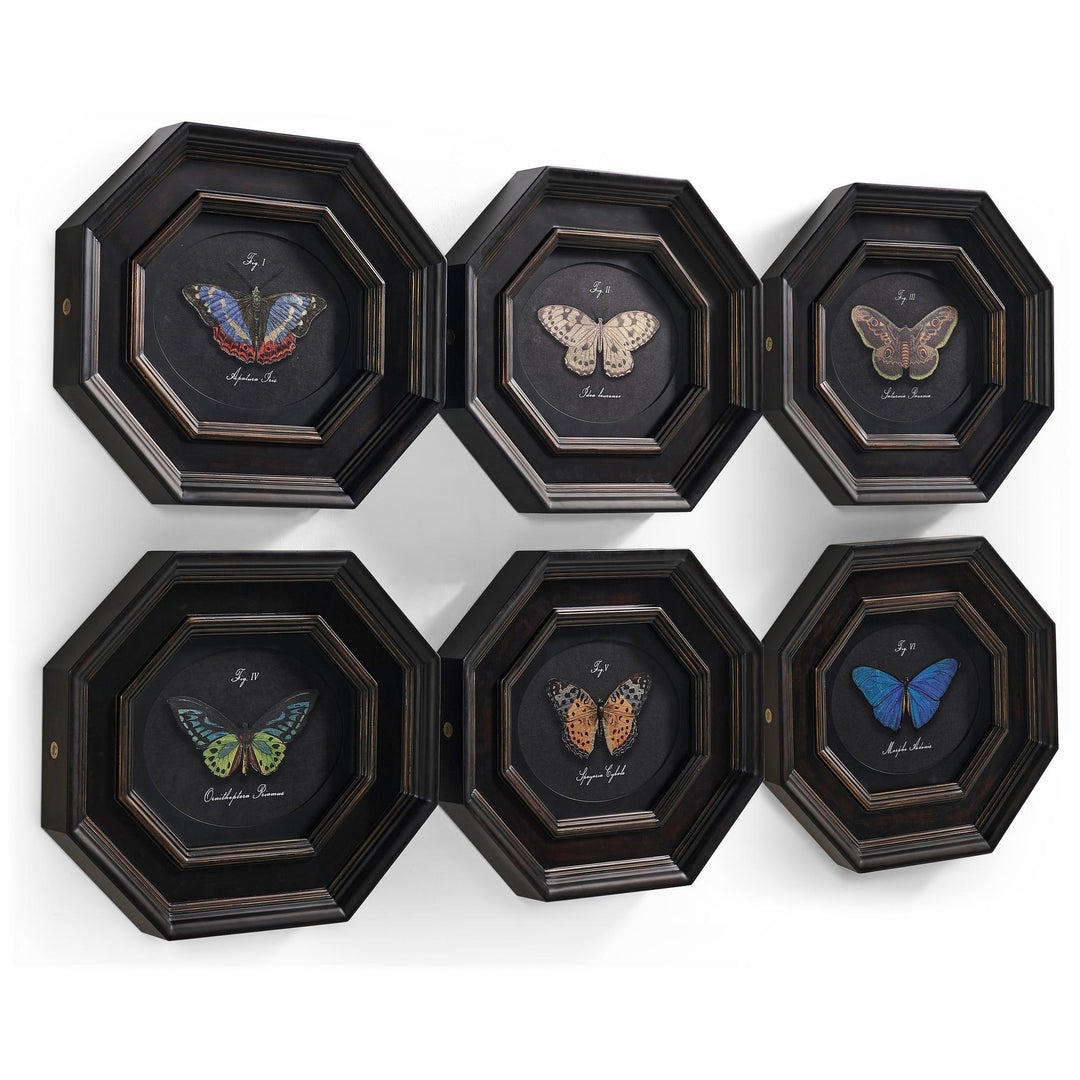 Wings of Discovery - Set of 6 - image 2