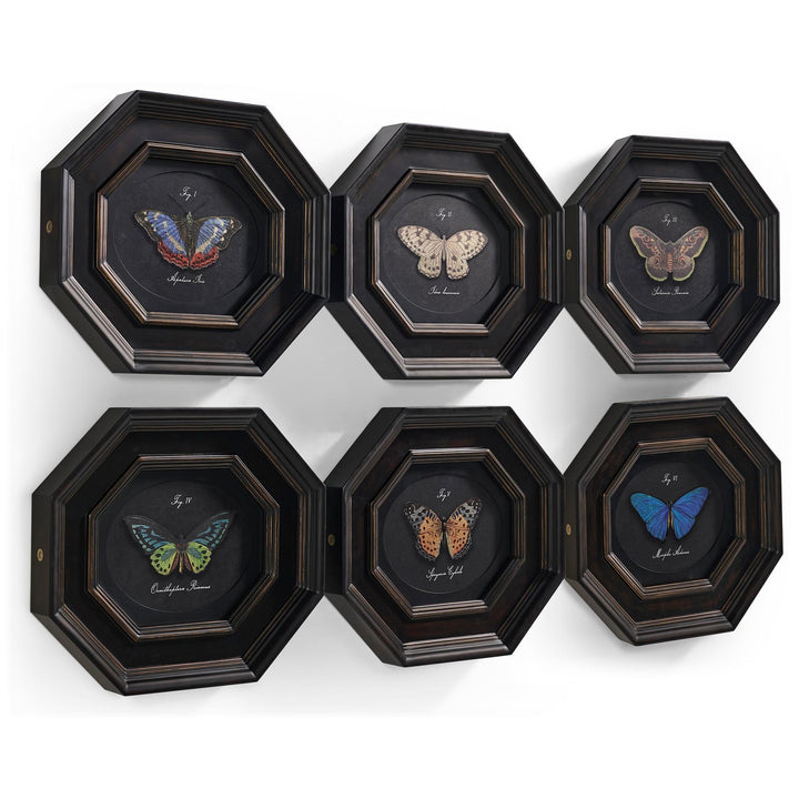Wings of Discovery - Set of 6 - image 2