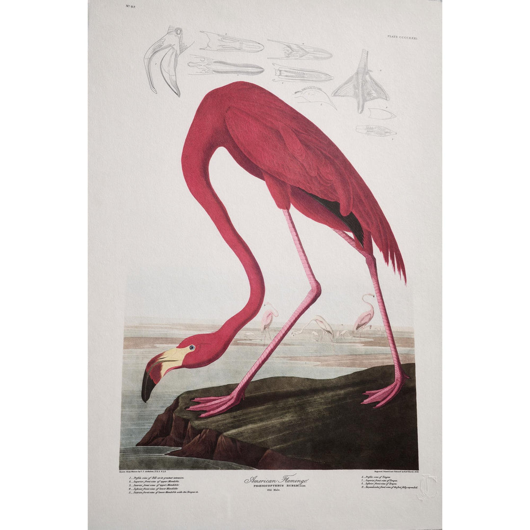 Audubon Birds - Set of 6 - image 5