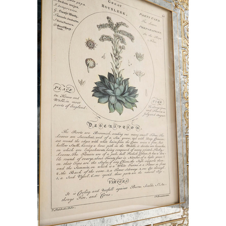 Herbal of Enlightenment - Set of 4 - image 5