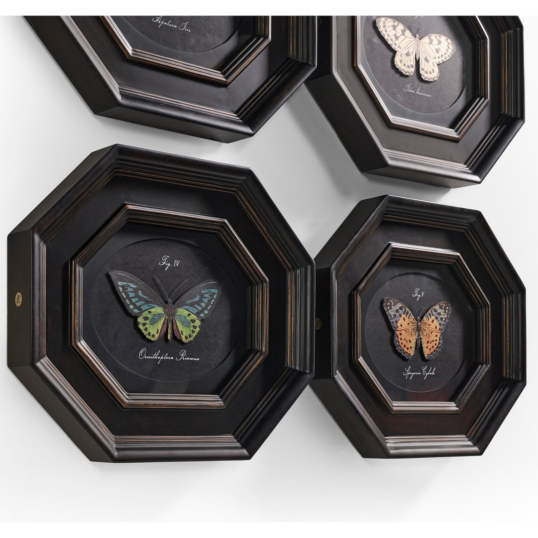 Wings of Discovery - Set of 6 - image 4
