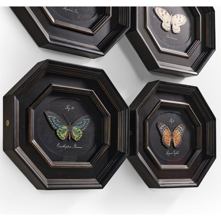 Wings of Discovery - Set of 6 - image 4