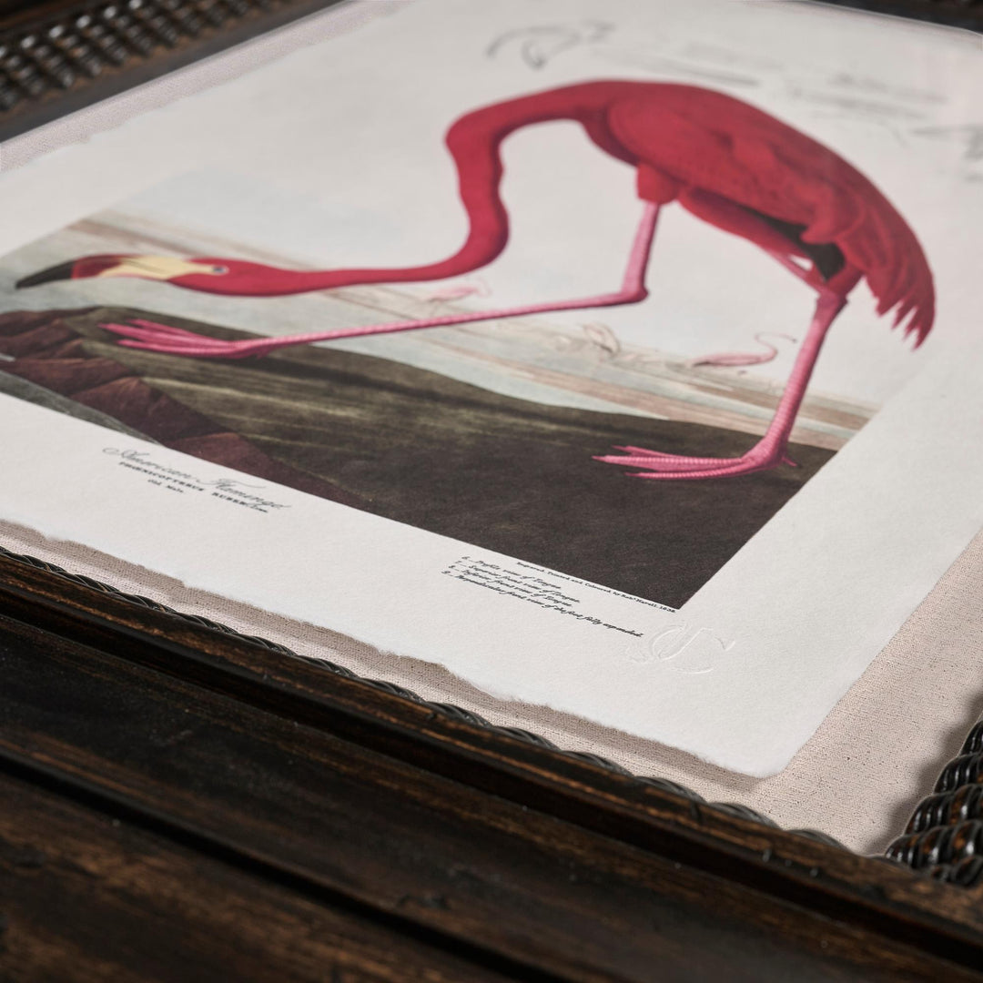 Audubon Birds - Set of 6 - image 6