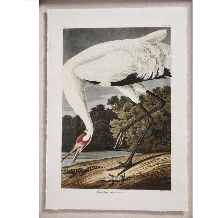 Audubon Birds - Set of 6 - image 12